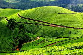 Munnar- Kumarakom-Kovalam Tour Package